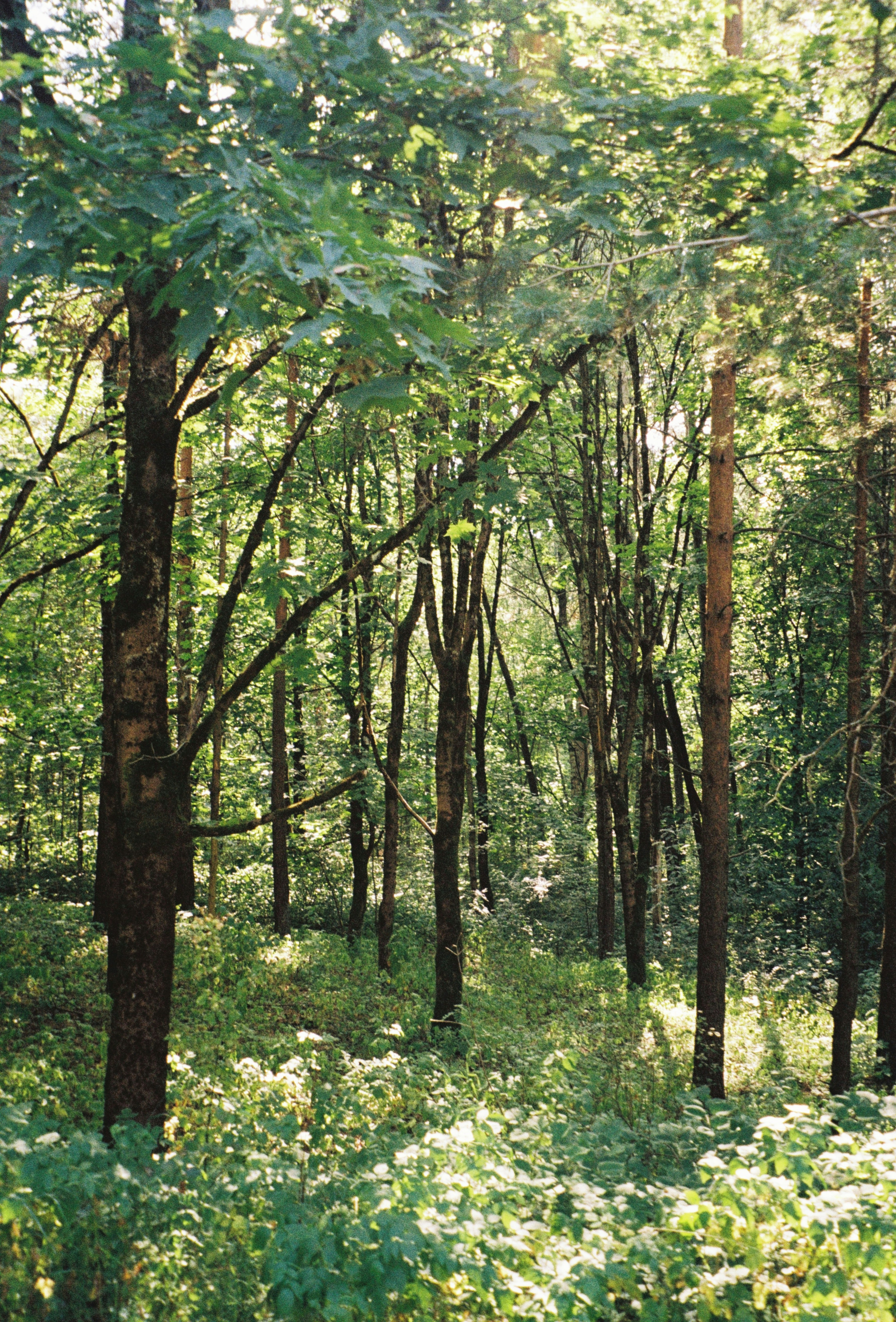 Sandalwood Forest
